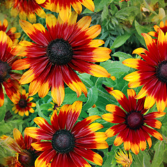 Image showing natural flowers