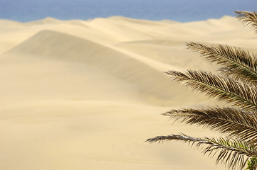 Image showing Palm and sand dunes