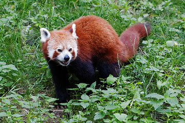 Image showing Red panda