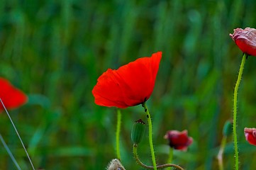 Image showing poppy