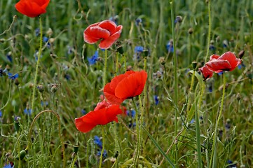 Image showing poppy