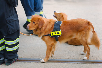 Image showing Cute dog in fire brigade