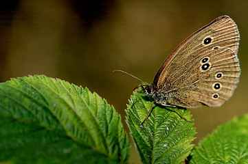 Image showing butterfly