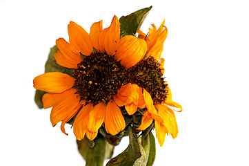 Image showing sunflower