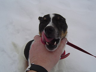 Image showing Dog in The Snow.