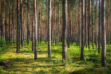 Image showing Forest in Poland