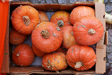 Image showing Pumpkins