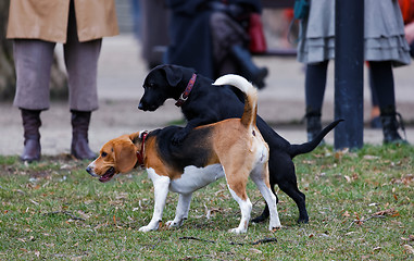 Image showing Two dogs