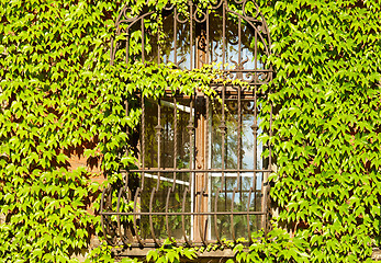 Image showing Barred window