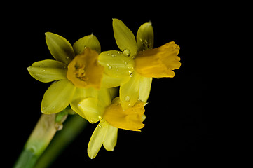 Image showing daffodil