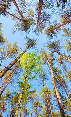 Image showing Beech forest