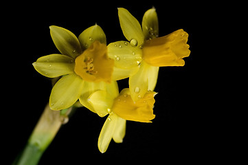 Image showing daffodil