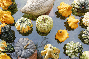 Image showing Pumpkins