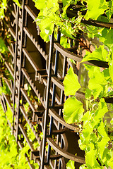 Image showing Barred window