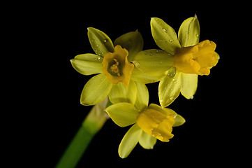 Image showing daffodil