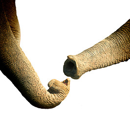 Image showing Two elephants