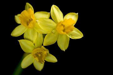 Image showing daffodil