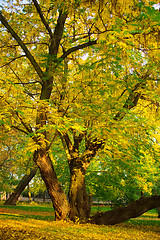 Image showing Park in autumn time