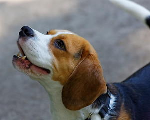 Image showing Cute beagle dog