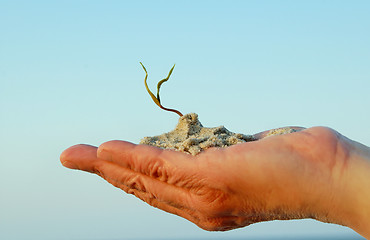 Image showing hand and plant