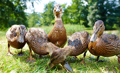 Image showing Very cute and charming ducklings