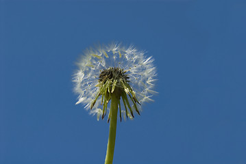 Image showing dandelion