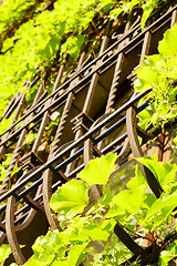 Image showing Barred window