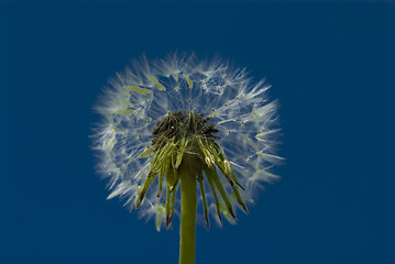 Image showing dandelion