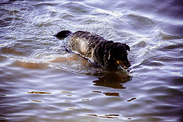 Image showing Dog by  the river