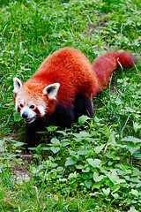 Image showing Red panda