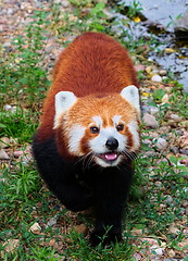 Image showing Red panda ( Ailurus fulgens)