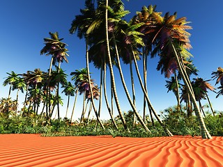 Image showing African oasis