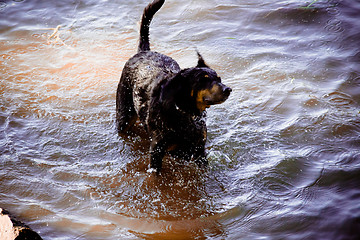 Image showing Dog by  the river