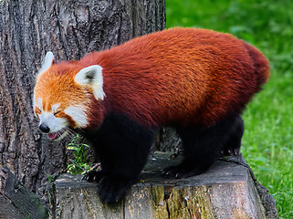 Image showing Red panda ( Ailurus fulgens)