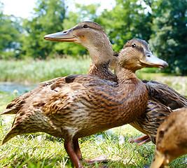 Image showing Very cute and charming ducklings