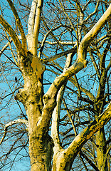 Image showing Tree canopy