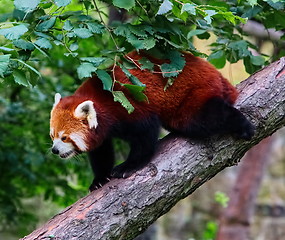 Image showing Red panda ( Ailurus fulgens)