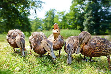 Image showing Very cute and charming ducklings