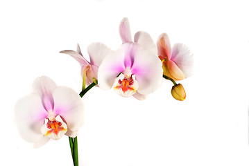 Image showing orchid