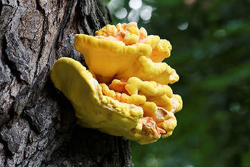 Image showing Bracket fungus