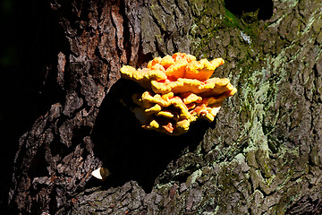 Image showing Bracket fungus