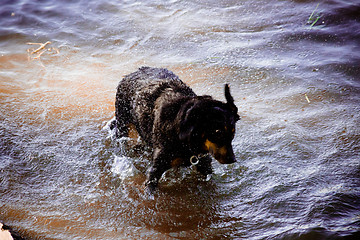 Image showing Dog by  the river