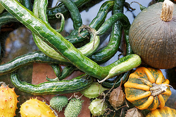 Image showing Pumpkins