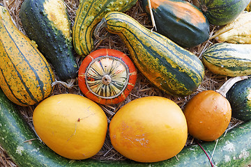 Image showing Pumpkins