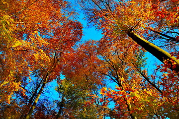 Image showing Beech trees