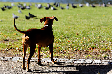 Image showing Dog by  the river