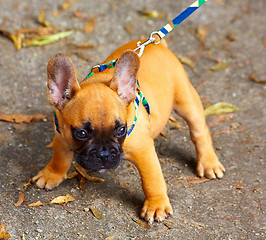 Image showing French bulldog puppy