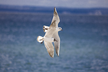 Image showing seagull