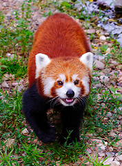 Image showing Red panda