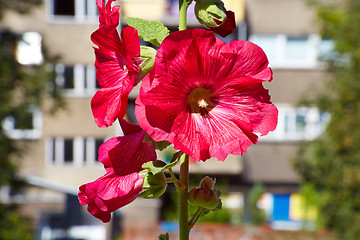 Image showing Urban flower on city street